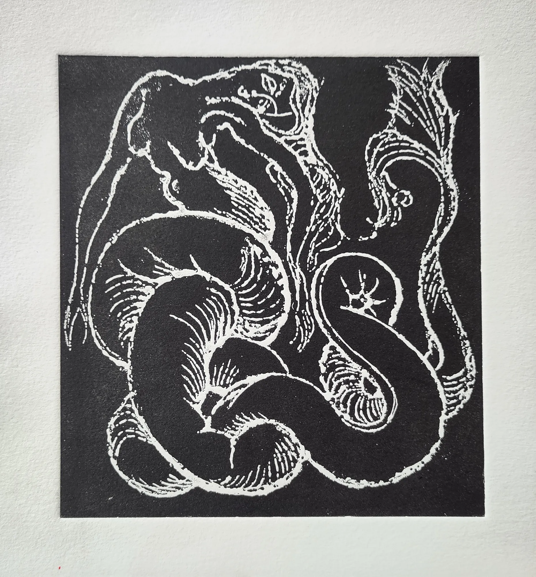 Long-Tailed Mermaid, an etching by Bruce Thomson printed in white line on black, the mermaid coiled around her own tail